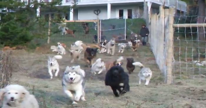 Animal Lover Adopts 45 Dogs, Builds Them A 4-Acre Running Space [Watch]