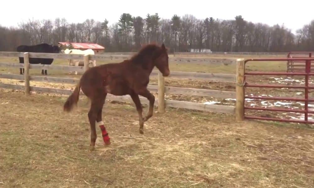 Rescue Colt That Was Almost ‘Put Down’ Receives New Prosthetic [Watch]