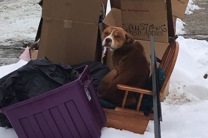 Dog Abandoned With Curbside Trash Just Wanted Love And Warmth For The Holidays