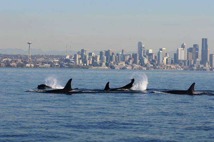 Southern Resident Killer Whales Off Northwestern Coast Of U.S. Are Starving To Death