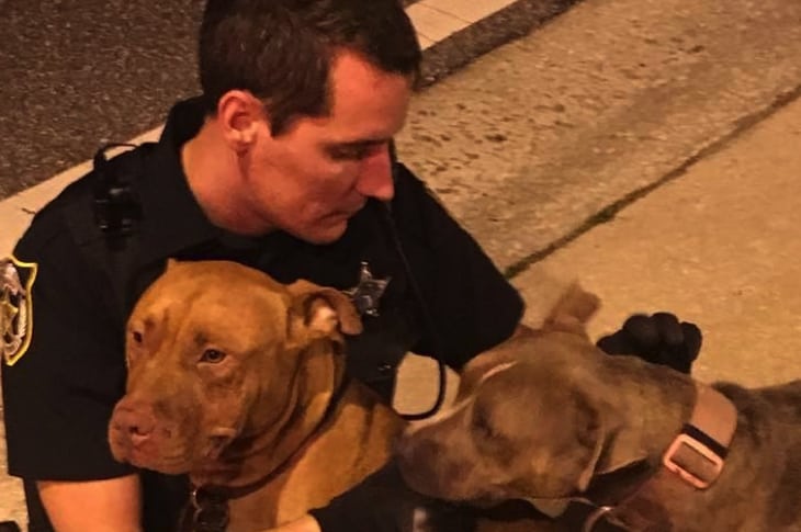 Cops Comfort A Pair Of Abandoned, Injured Pit Bulls While Waiting For Help