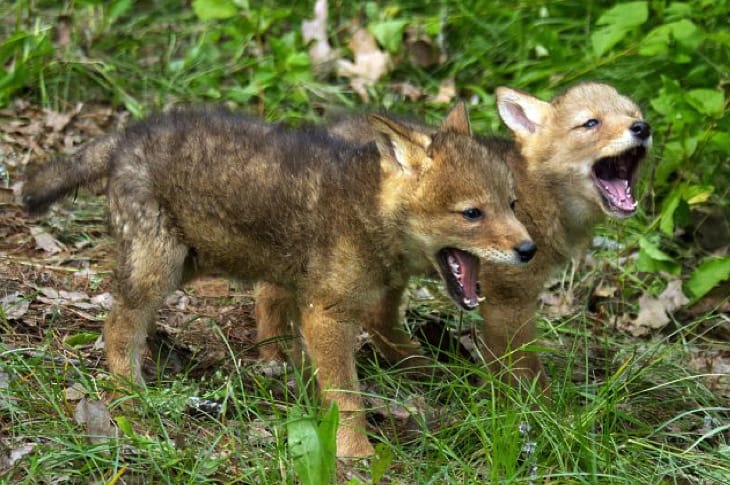 Coyote Contest Promotes Killing Of Young Pups And Their Mothers—Find Out How To Help