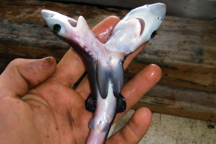In A Nightmarish Twist, It Turns Out That Two-Headed Sharks Are Real