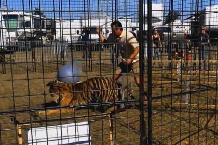 Video Of Tiger Being Whipped Shows Why Animals Shouldn’t Be In Circuses [Watch]
