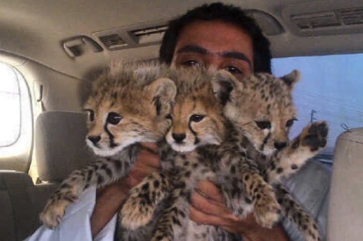 Victory! UAE Bans Ownership Of Exotic Animals As Pets