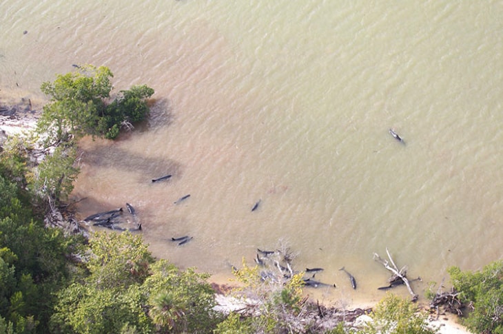 82 False Killer Whales Confirmed Dead After Mysterious Stranding In Florida