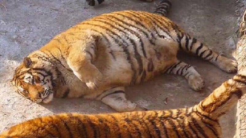Worrying Photos Show Overweight Tigers At Chinese Tourist Park