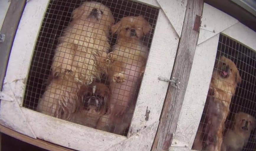 US Government Removes Information Detailing Puppy Mill Abusers