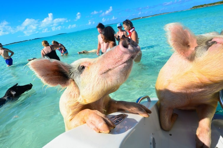 Bahamas Pigs That ‘Mysteriously’ Died Suspected To Have Been Fed Alcohol By Tourists