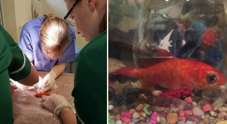Family Spends $250 On Life-Saving Surgery For 20-Year-Old Goldfish