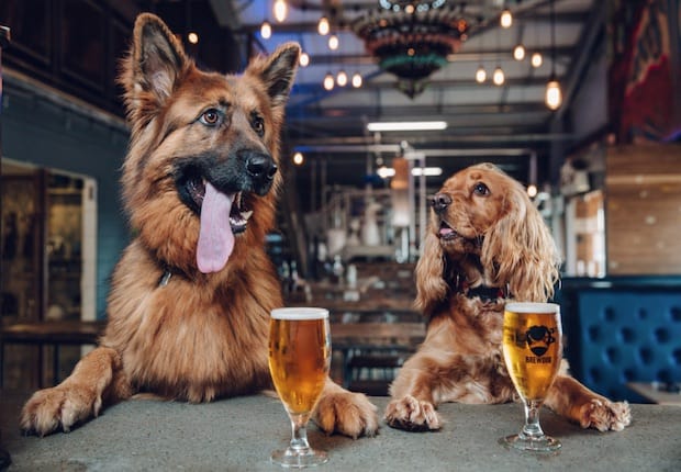 Beer Company Begins Offering Paid Puppy Leave To All Employees