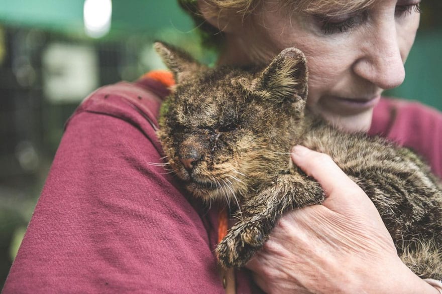 ‘Untouchable’ Cat No One Would Hug Receives Medical Care And Flood Of Donations