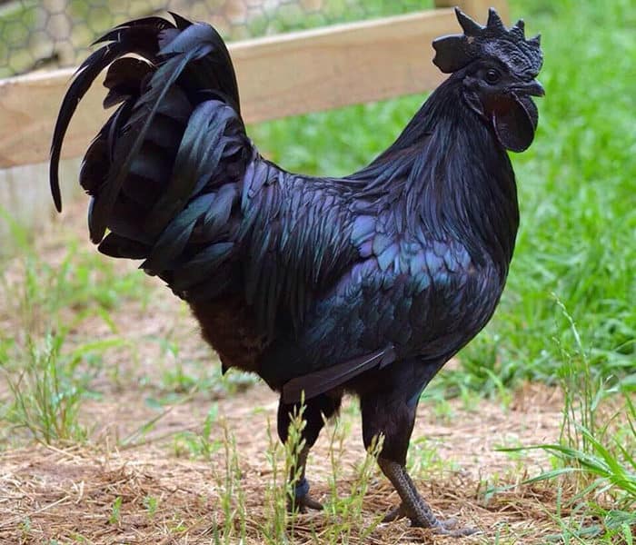 Rare ‘Gothic’ Chicken Is 100% Black – Including His Bones, Blood, And Beak