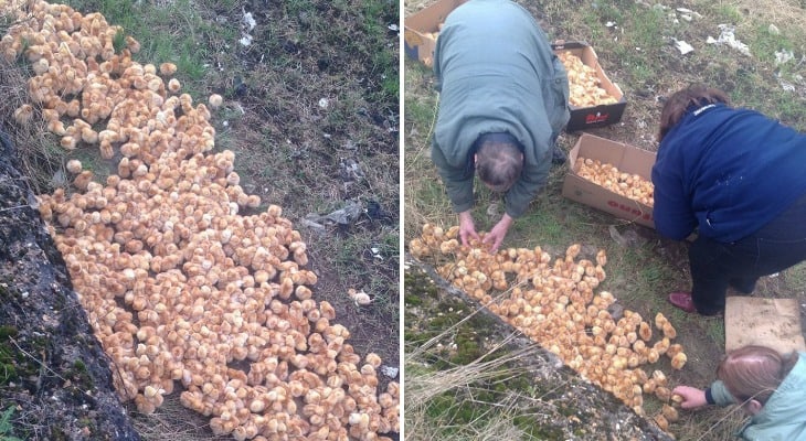 Someone Just Dumped 1,000+ Chicks In A Field And Left Them To Die