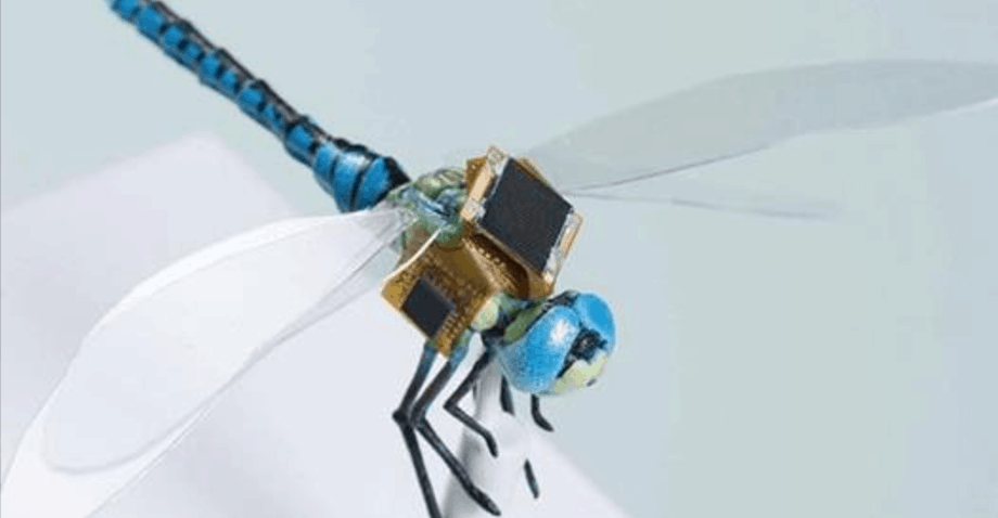 GMO Cyborg Dragonfly Could Soon Be Spying On You