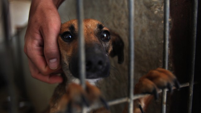 San Francisco Bans The Sale Of Non-Rescue Cats And Dogs In Pet Stores