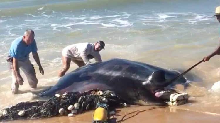 Beach-Goers Return Giant Manta Ray Back To the Ocean [Must Watch]