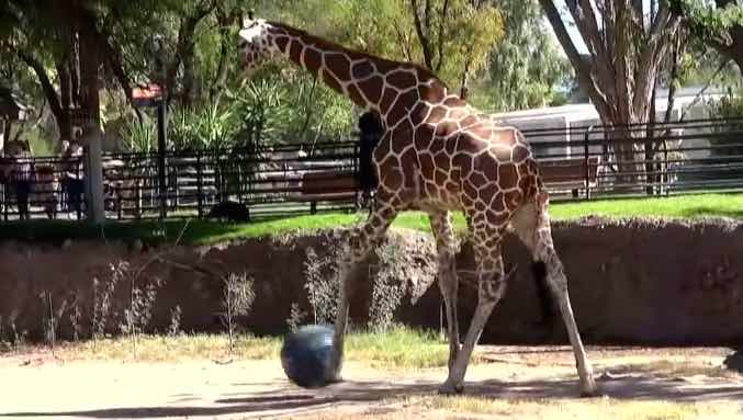 Zoo Animals Get A ‘Kick’ Out Of Playing Soccer In Enclosures [Watch]