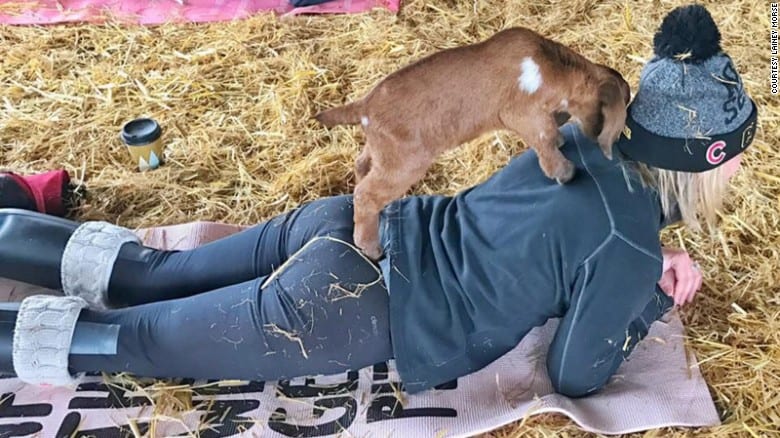 Yes, Goat Yoga Is A Thing. Here’s Why It’s Awesome! [Watch]