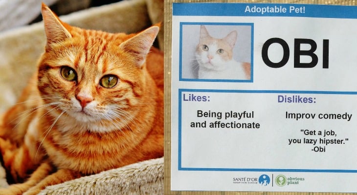 Activist Gives Cats Bizarre ‘Likes’ And ‘Dislikes’ To Help Them Get Adopted