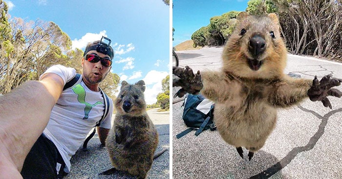 Cyclist Captures Adorable Photos After Wild Quokka Refuses To Leave Him Alone