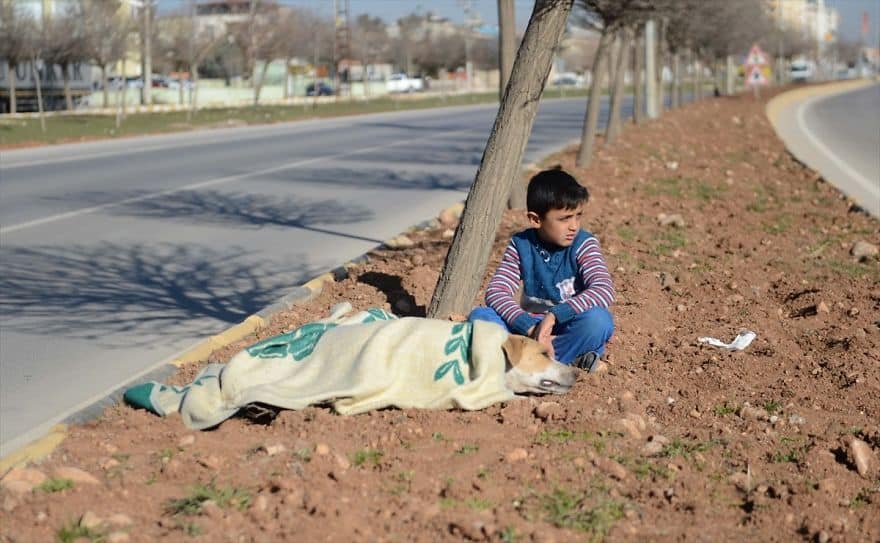 8-Year-Old Refugee Comforts Injured Stray Dog Until Help Arrives