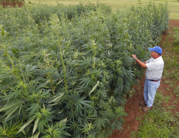 Hemp Is Set To Overtake The Production Of Tobacco In Kentucky