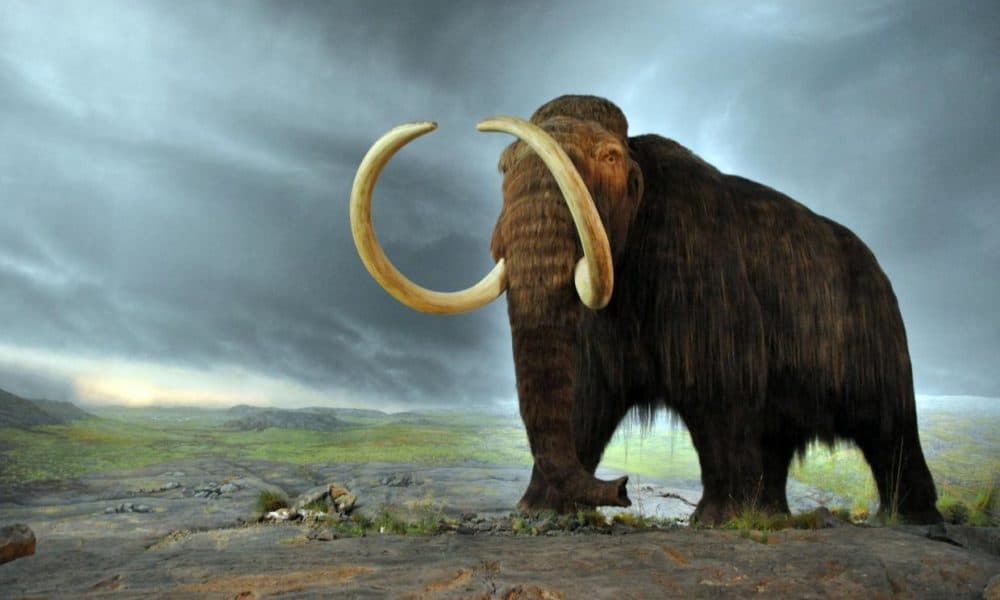 Scientists Reveal Plans To Bring The Wooly Mammoth Back From Extinction