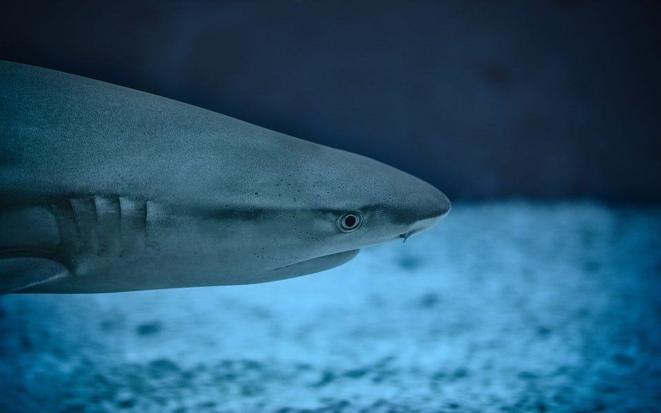 Sharks Have Been Discovered Living Inside An Active Volcano [Watch]