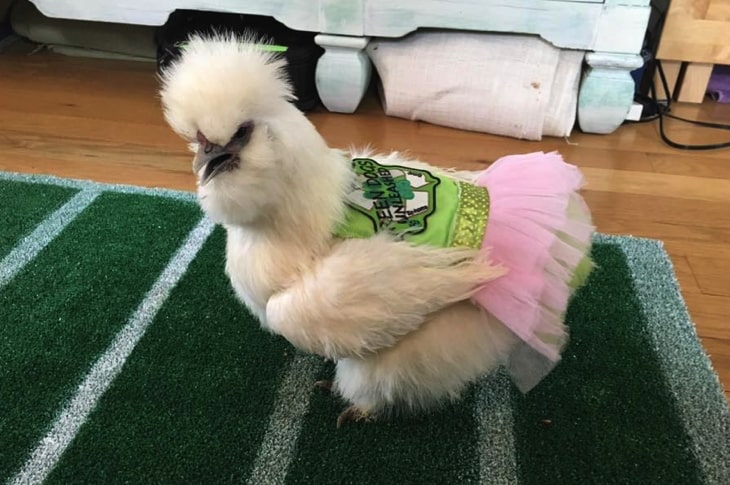 Adorable Chicken Works As A Therapy Animal To Help People And Raise Awareness