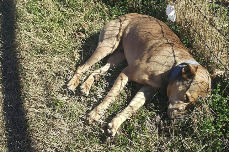 Rescuer Thought Abandoned Dog Was Dead—But Then He Took A Breath