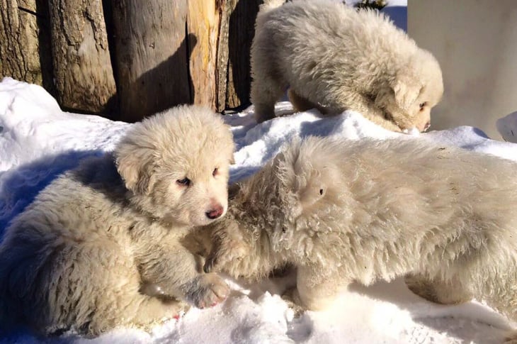 Adorable Puppies Survive Fatal Avalanche After Being Trapped For 5 Days