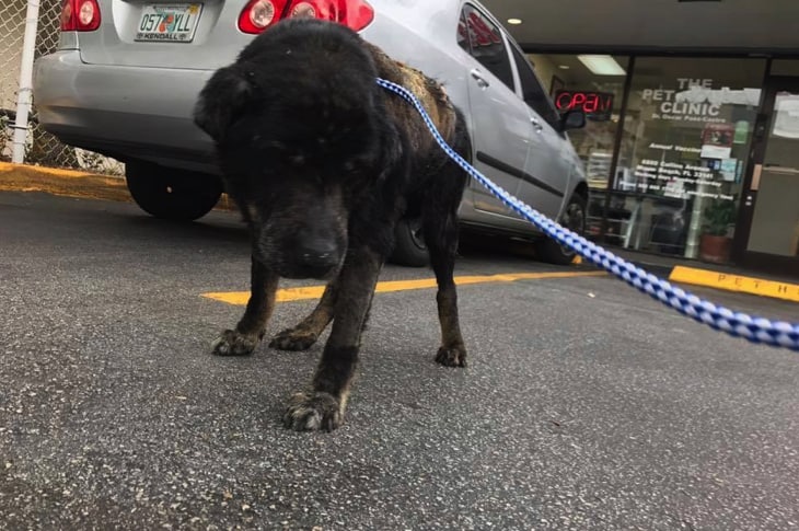 Blind Dog Abandoned On The Streets Just Because He Had Ticks