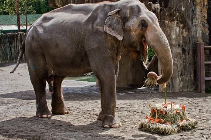 Zookeepers Plead With Oregon Zoo To Prevent Killing Of Packy The 54-Year-Old Elephant