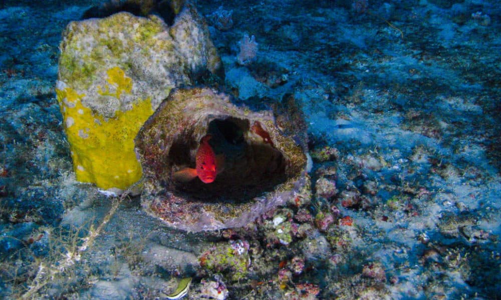 A First Glimpse Of The Newly Discovered Coral Reef