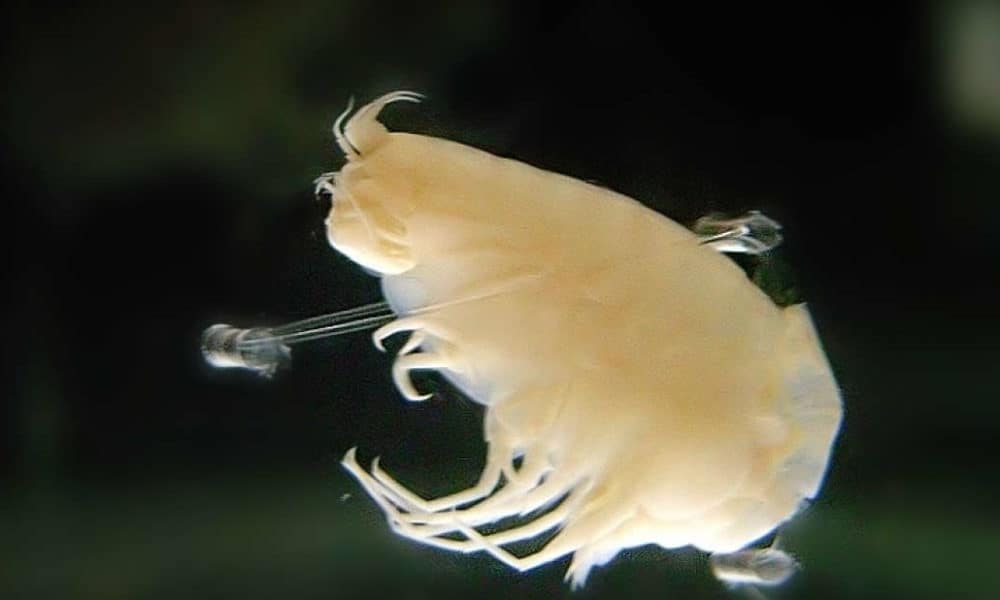 Studies Reveal That Deep Sea Animals Are Full Of Harmful Pollutants