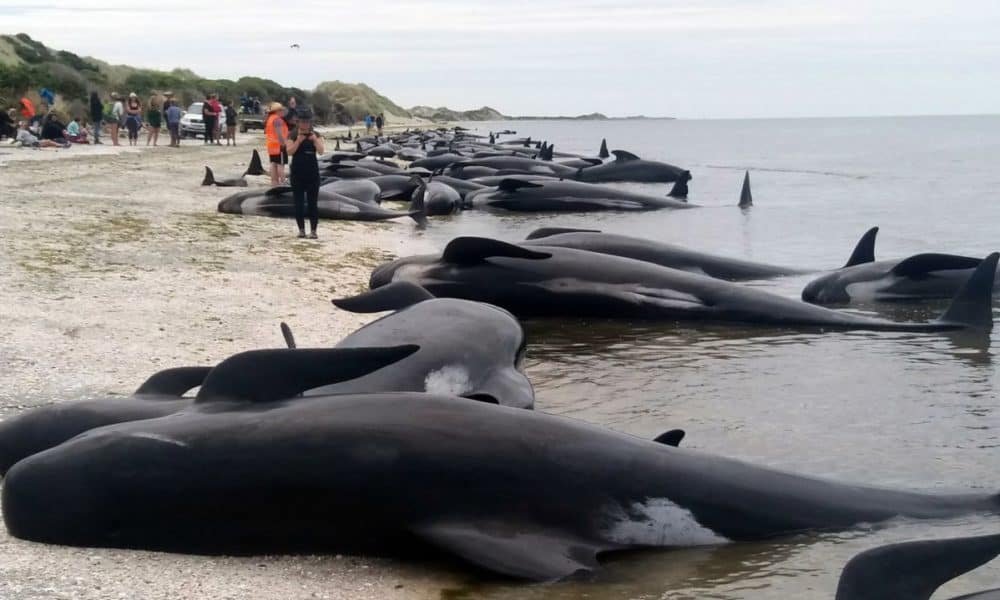 Hundreds Of Whales Are Currently Stranded On A Beach In New Zealand