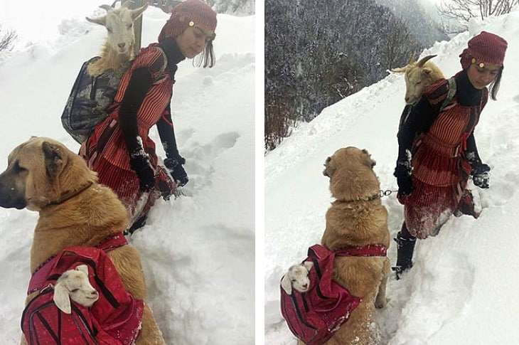 This Photo Of A Girl And Dog Carrying Goats Is Going Viral For The Best Reason