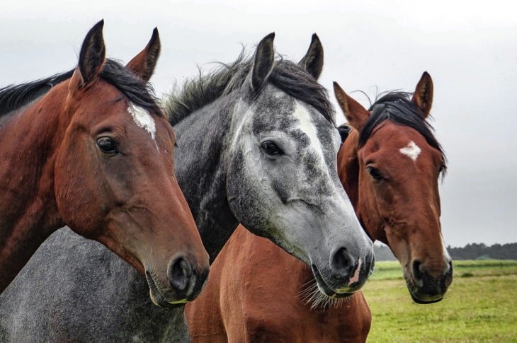 Over 100,000 U.S. Horses Are Exported For Slaughter Annually—Here’s How To Help