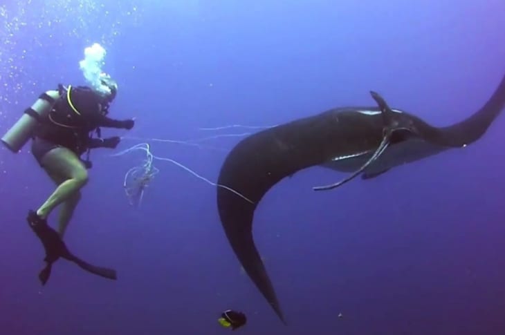 Giant Manta Ray Approaches Divers To Ask For Help With Untangling Herself [Video]