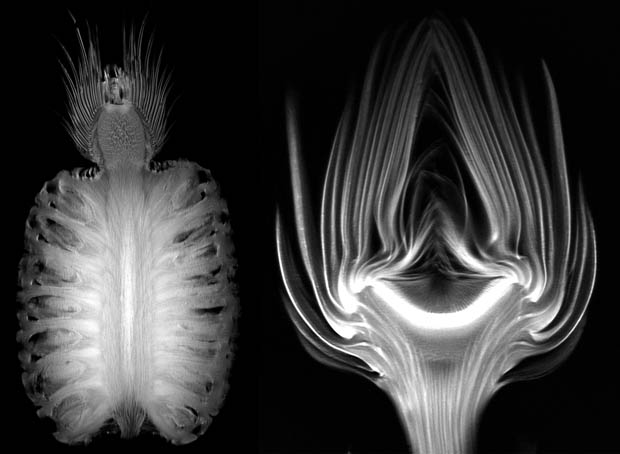 What Happens When Fruits And Vegetables Are Scanned Under An MRI Is Amazing