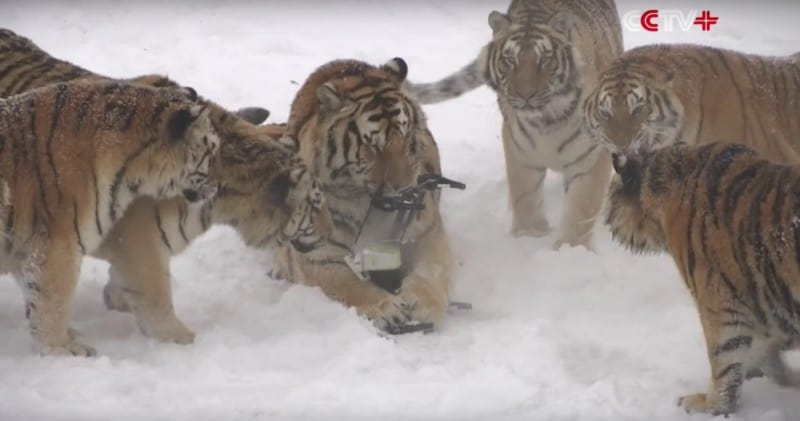 Viral Video Of Tigers Attacking Drone Was Taken From A Slaughter Farm