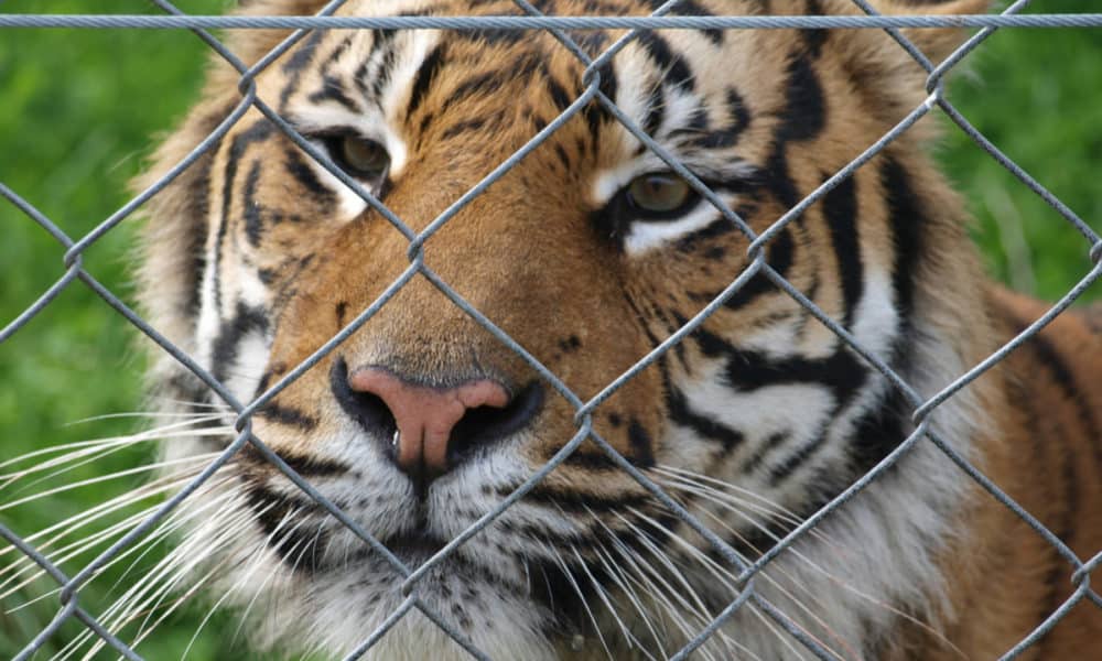 More Tigers Now Live In Peoples’ Backyards Than In The Wild [Infographic]