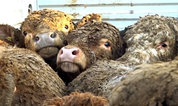 Investigation Reveals EU Exported Animals Are Being Abused And Kept In Illegal Conditions