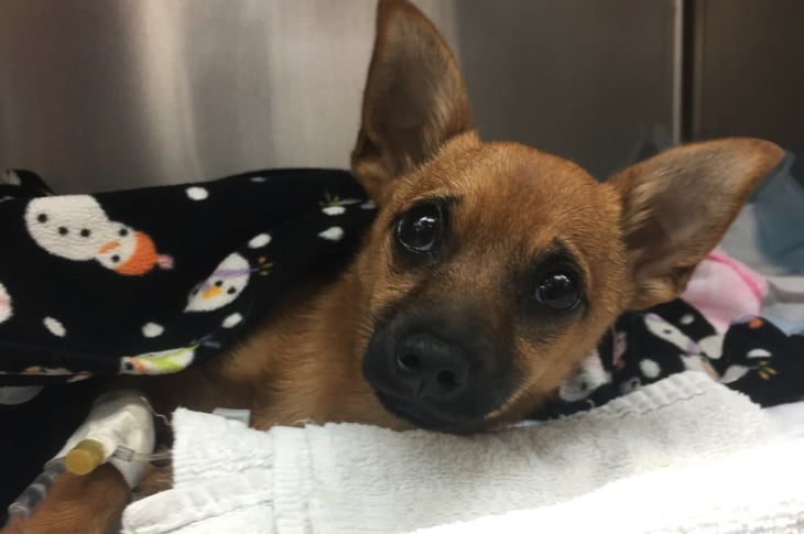 Puppy Overdosed On Heroin And Left In Car Was Rescued Just In Time