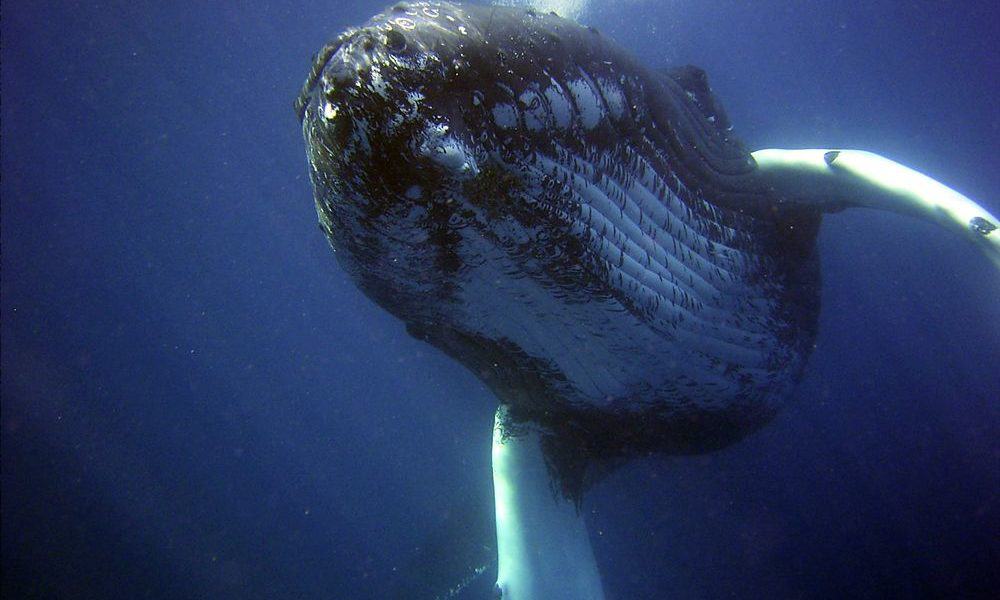 Scientists Cannot Explain Why Humpback Whales Are Displaying This Strange Behavior