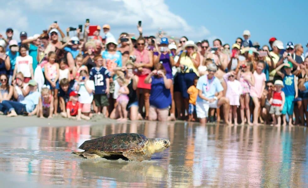 Turtle Found Covered In Barnacles And Leeches Receives Epic Sendoff Once Healed