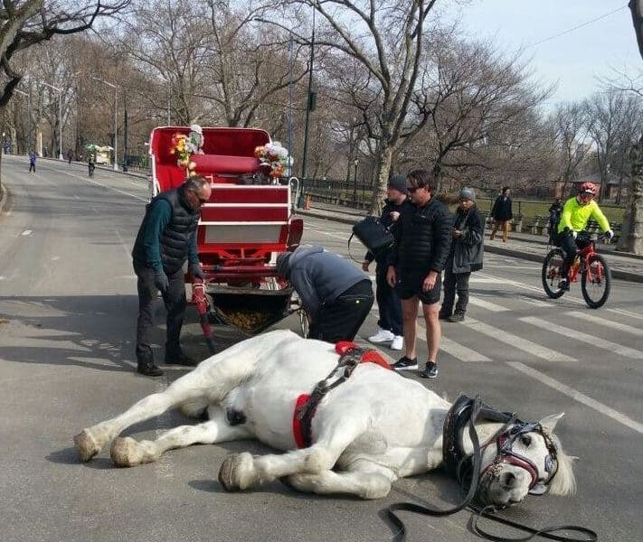 Carriage Horse Collapses In Central Park