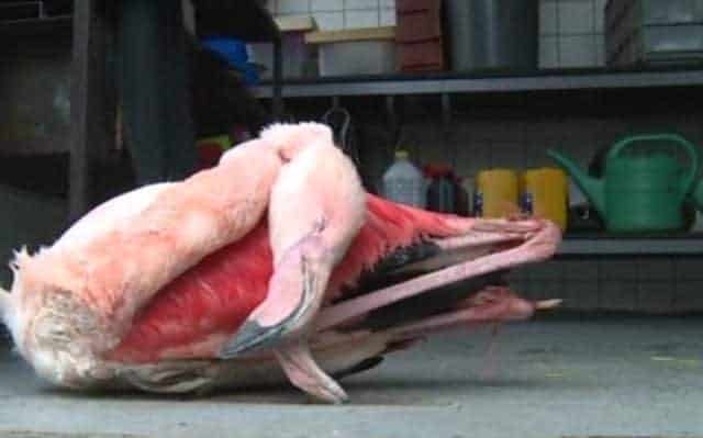 Three Young Boys Beat A Flamingo To Death At Prague Zoo