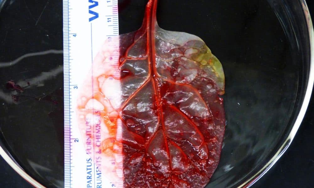 Scientists Transform Spinach Leaf Into Beating Human Heart Tissue